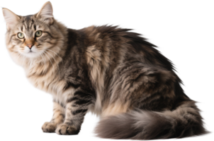 A Siberian cat with its thick tail curled in front while resting with soft gaze png