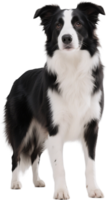 Border collie looking at the camera with alert eyes and standing posture in a natural setting png