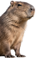Close up of a cute capybara face looking forward with gentle and calm expression png