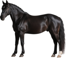A regal friesian horse in side view shows off its long mane and powerful build in motion png