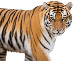 Tiger in side view with intense eyes looking toward camera showing wild aggression png