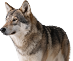 A side profile of a wolf with thick fur and strong build gazing into the distance with alert posture png