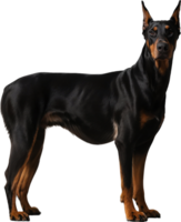 A focused Dobermann seen from the side with ears perked and a serious expression no tail visible png