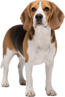 Beagle standing up and looking straight at the camera with alert eyes and perky ears png