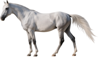 Majestic Andalusian horse in side view showing its strong build and graceful presence png