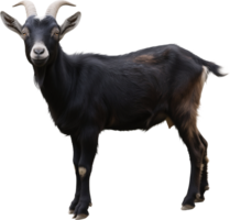 A black goat in side view with a short beard sharp eyes and curved horns standing calmly png