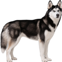 Siberian husky standing while directly looking at the camera with focused blue eyes and a proud expression png