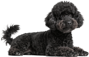 Dark gray poodle sitting with curly fur and a neat elegant look in a calm indoor setting png