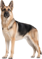 German shepherd standing still and looking at the camera with intense eyes and a focused serious expression png
