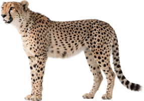 A cheetah stands in profile showing off its sleek body and alert expression png