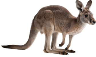 A kangaroo in full side view standing upright with strong legs long tail and focused expression png