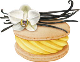 Watercolor hand drawn realistic macaron vanilla png