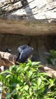 a bird sitting on a branch in an enclosure video