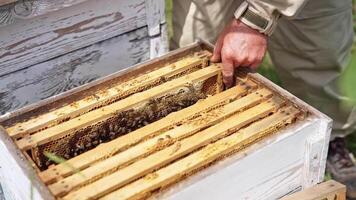 Wooden hive with bee frames. Apiarist extracts honey frame from hive with many bees crawling and working on it. Close-up. video