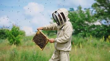 Professional beekeeper shaking off bees from frame. Apiarist in protective suit prepares honeycomb for harvesting honey on green nature background. video
