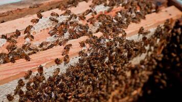 Swarm of bees working in a hive. Busy bees packing honeycomb with beeswax. Beekeeping process. Bees making pure natural product. video