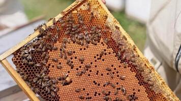 Honey frame in beekeeper's hands. Apiarist holding frame with bees working on it. Bee farmer examining bees. Close-up. Apiary concept. video