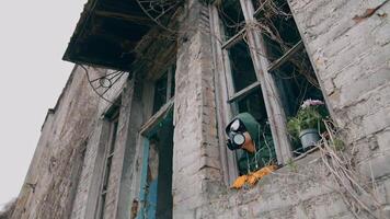 Human in respirator looking from ruined building with broken windows. Flower pot and ecologist in the abandoned place after biological attack. video