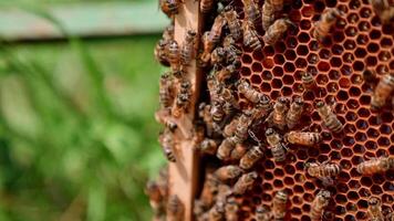 Bees crawling on frame. Organic honey in honeycomb. Honey bees making honey on honey cells. Honey insects on honeycomb. Close-up. video