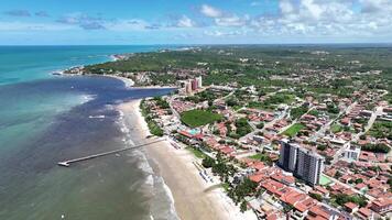 Aerial biggest cashew tree of world at Natal in Rio Grande do Norte Brazil. Beauty Background. video