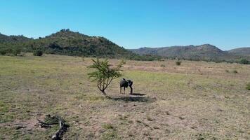 High Angle of Wild Wildebeest in Rustenburg North West in South Africa . Beauty Landscape. video
