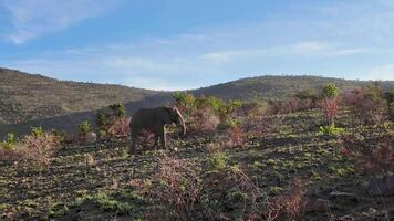 Aerial View of Safari Tour in Kruger National Park in South Africa. Amazing Background. video