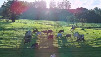 Famous Cows in Field in Ribeirao Preto Sao Paulo Brazil.. Beautiful Background. video