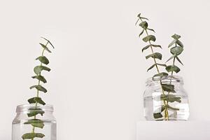 Eucalyptus in glass jar on white podium, fragrances, low angle photo