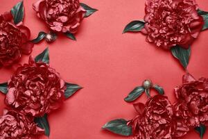 peonies frame on red background. Beauty floral background. Festive flowers concept photo