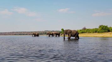 Awesome Safari Trip at Chobe in National Park Botswana. Stunning Background. video
