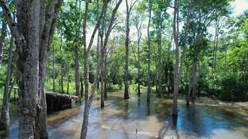 Outside Amazonian Rainforest at Manaus in Amazonas Brazil . Scenic Background. video