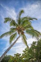 A majestic coconut palm tree against a backdrop of a vibrant blue sky photo