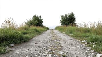 A gravel road with grass and trees on either side photo