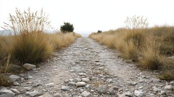 A dirt road with grass and rocks on it photo