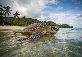 Sea Turtle Swimming in Tropical Water Near Beach with Palm Trees photo