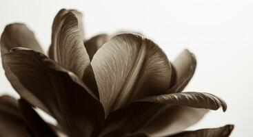 Close-up Sepia Tulip Flower with Intricate Petal Details and Soft Light photo