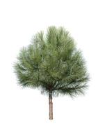 Isolated pine tree photo