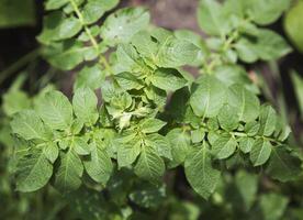 Potato sprout, high angle view photo