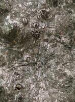 Old tree bark photo