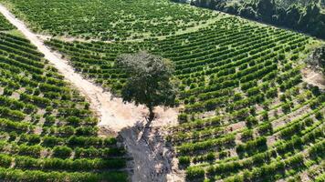 Above Flying around tree in Rio Verde Goias in Brazil. Beautiful Landscape. video