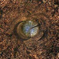 A circular view of a tree in the middle of a forest photo