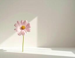 Still life minimalist image of a flower in bright pastel colors photo