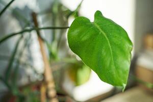 Close up of vibrant green monstera leaf with sunlight highlighting natural texture. photo
