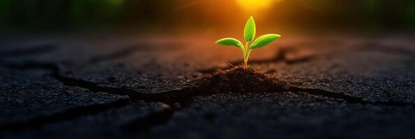 Green Seedling Emerging from Dry Cracked Soil Under Bright Sunlight at Dawn photo