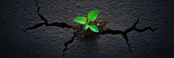 Green Plant Emerging Through Cracks in Dark Earthy Surface, Symbolizing Hope and Growth photo