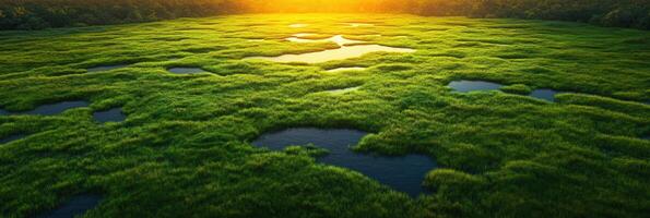 Lush Green Marshland Landscape with Pools and Golden Sunset Glow photo