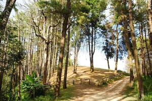 Sunshine in pine forest with winding mountain roads and walking route dirty road and wooden fence on the hill in natural sunlight in Thailand photo