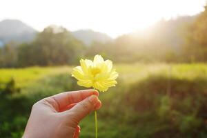 Hand holding blooming a single yellow cosmos flower in grass field and natural sunlight photo