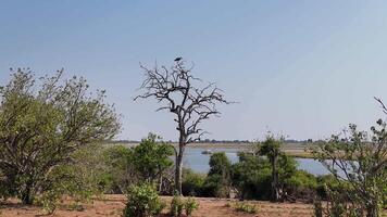 Awe Botswana skyline in Chobe National Park Kasane Botswana . Famous Scenery. video