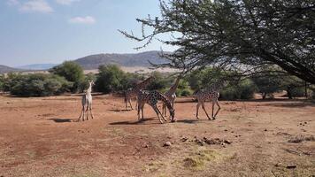 Aerial View of Wild Giraffes in Rustenburg North West South Africa. Scenic Background. video